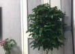 開業慶典鮮花配送：紅火開業日，精彩出征時，生意多興旺，財源添輝煌，萬事皆如意！